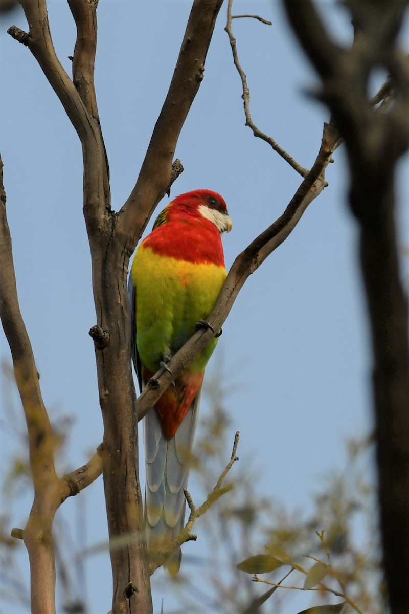 Eastern Rosella - ML111798141