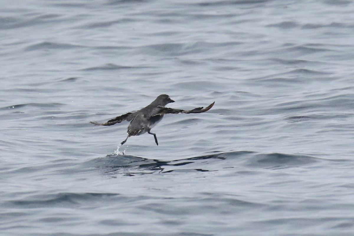 Cassin's Auklet - ML111798321