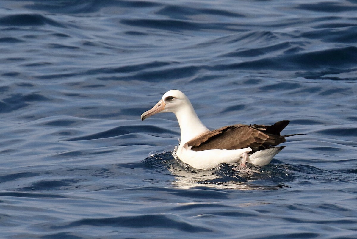 Laysan Albatross - Blair Bernson