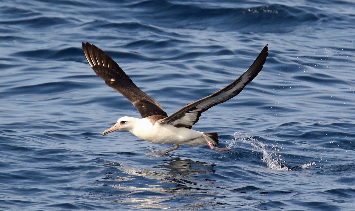 albatros laysanský - ML111798451