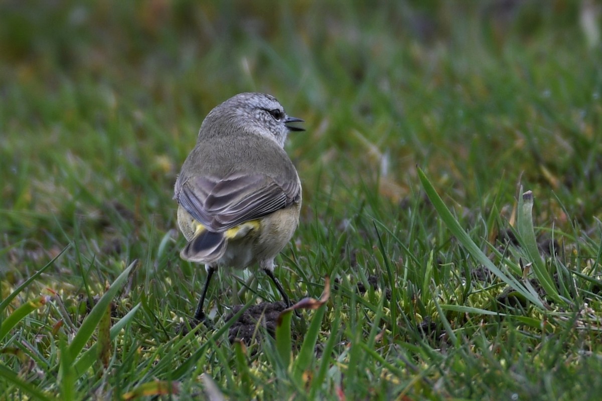 Yellow-rumped Thornbill - Scott Linnane