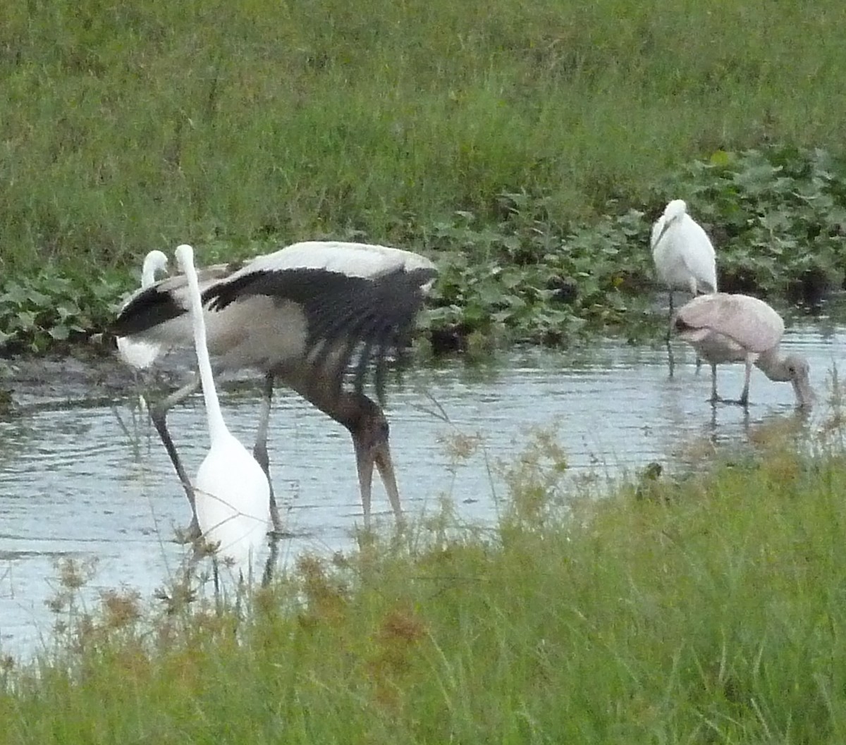 Roseate Spoonbill - Marian Jordan