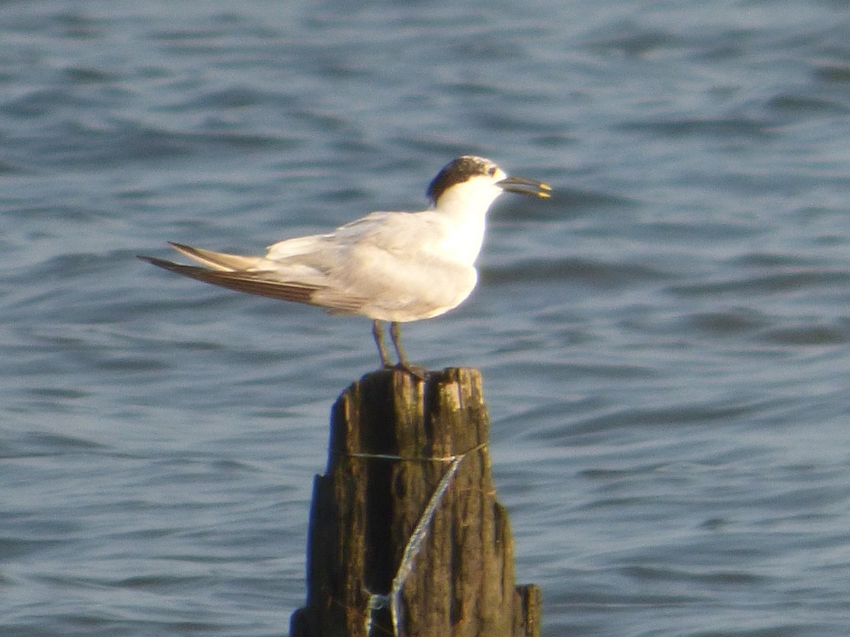 Sandwich Tern - Wanda Beelman