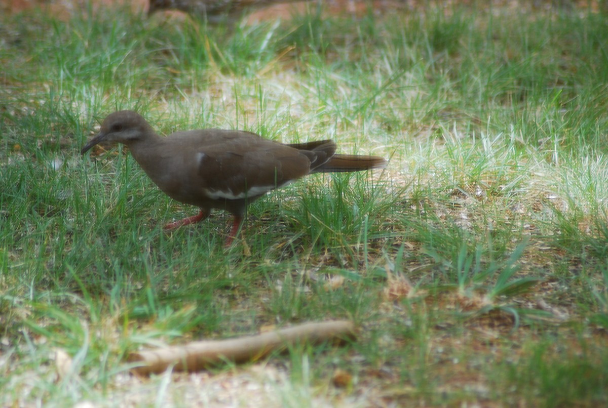 White-winged Dove - ML111802851