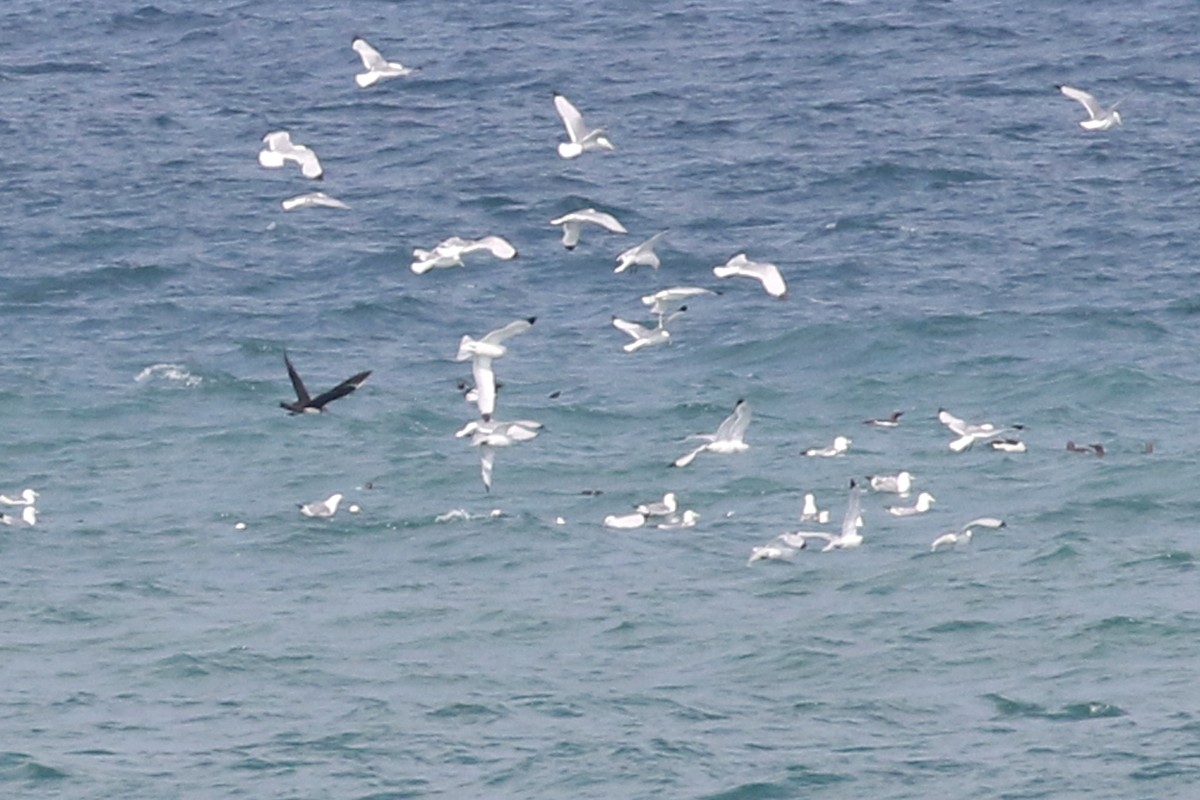 Parasitic Jaeger - ML111803041