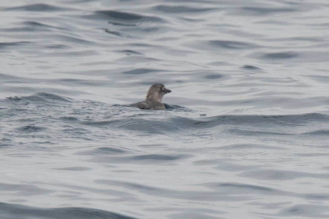 Cassin's Auklet - ML111804371