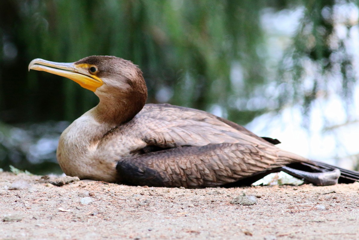 Double-crested Cormorant - ML111804701