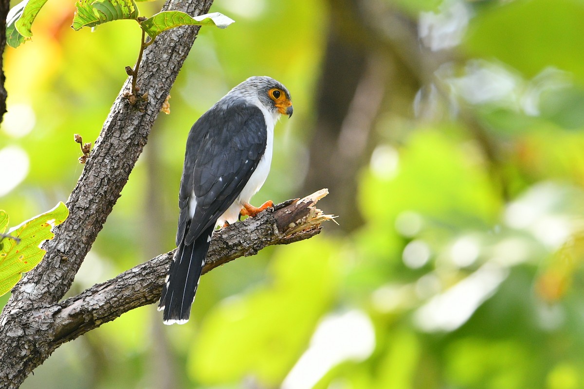 White-rumped Falcon - ML111807081