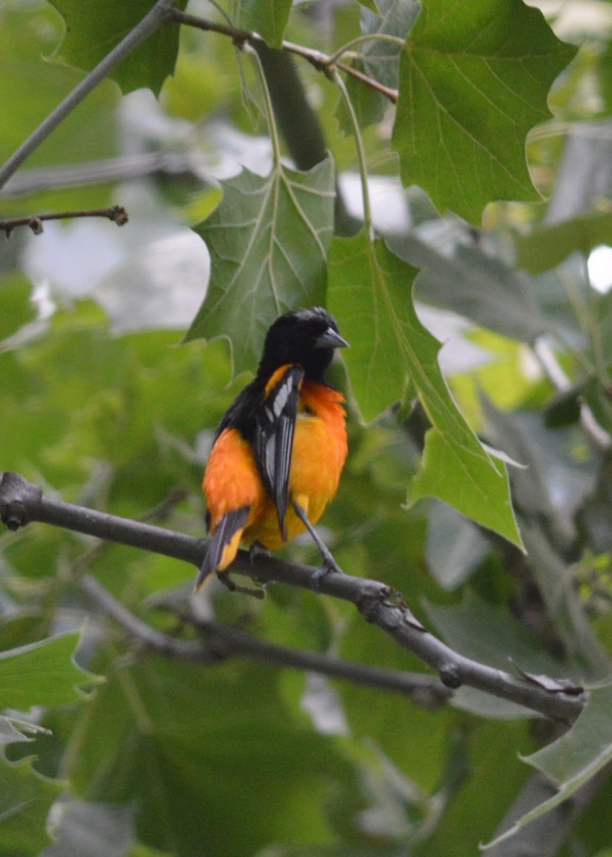 Baltimore Oriole - ML111808831