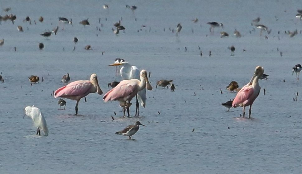 Roseate Spoonbill - Charles Lyon