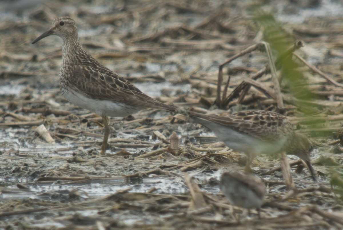 Graubrust-Strandläufer - ML111809481