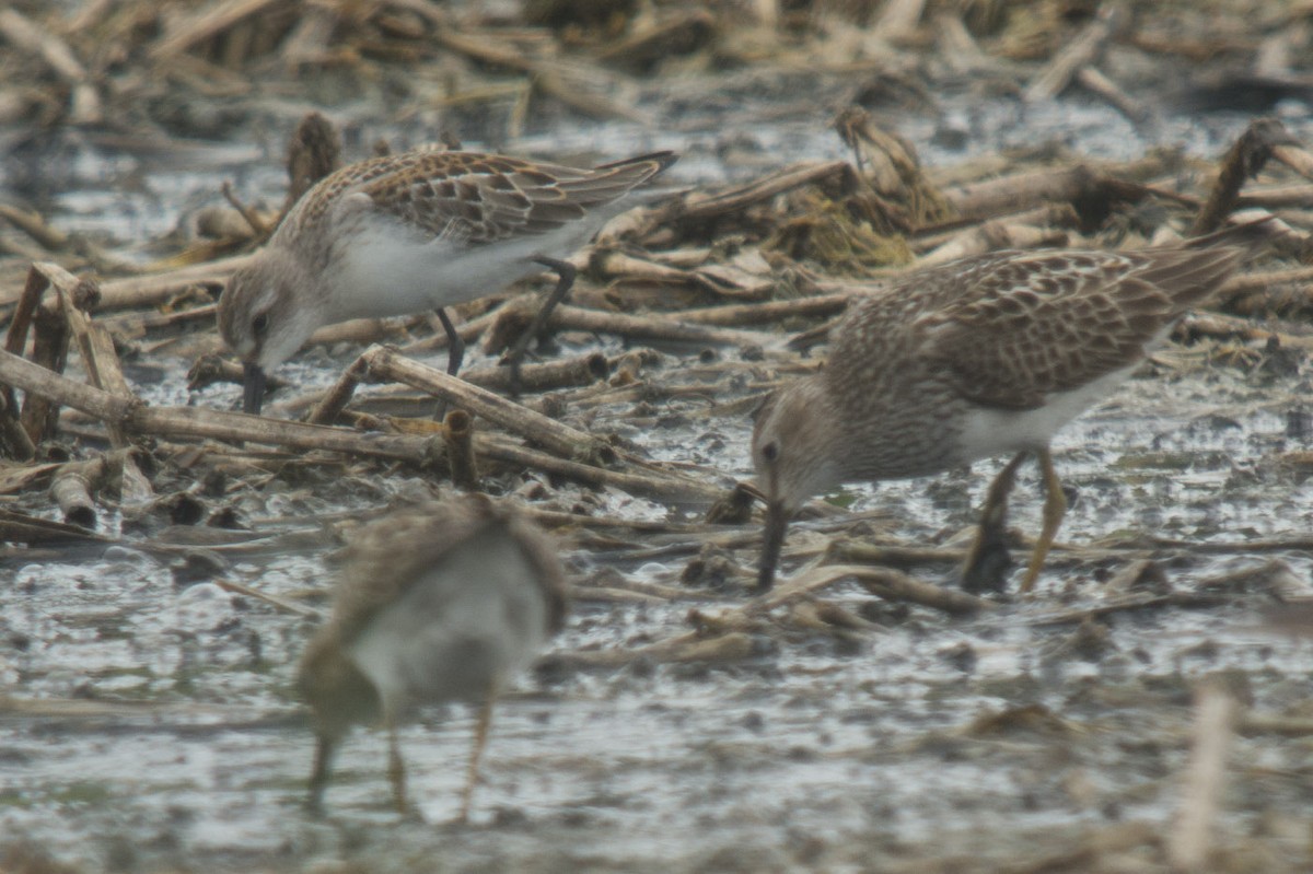 Western Sandpiper - Michael Todd