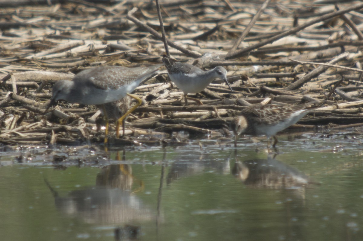 hvithalesvømmesnipe - ML111809741