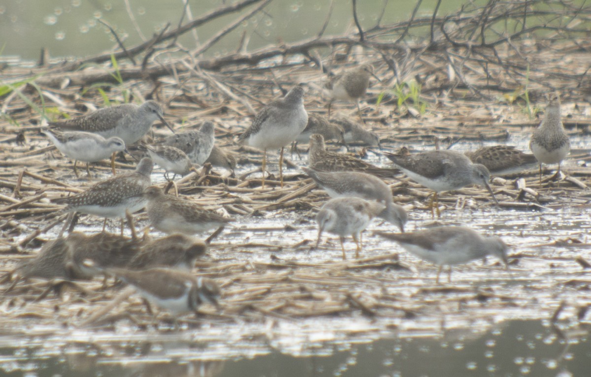 Wilson's Phalarope - ML111809751