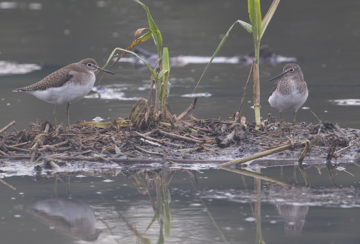 Solitary Sandpiper - ML111809851