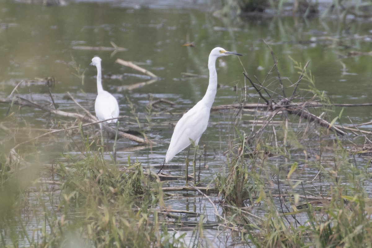 Aigrette neigeuse - ML111809951