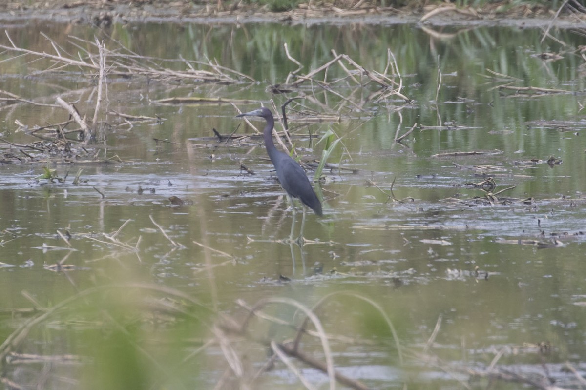 Little Blue Heron - ML111809971