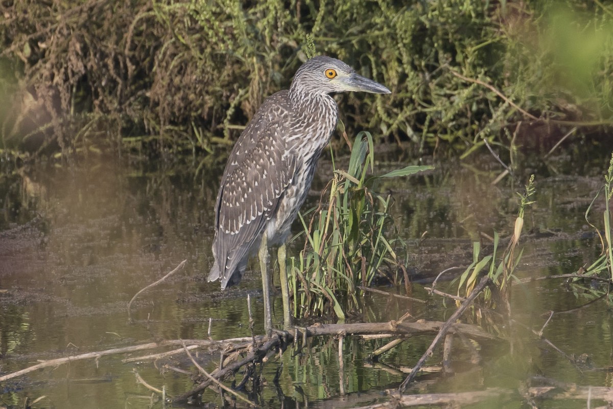 Yellow-crowned Night Heron - ML111810041