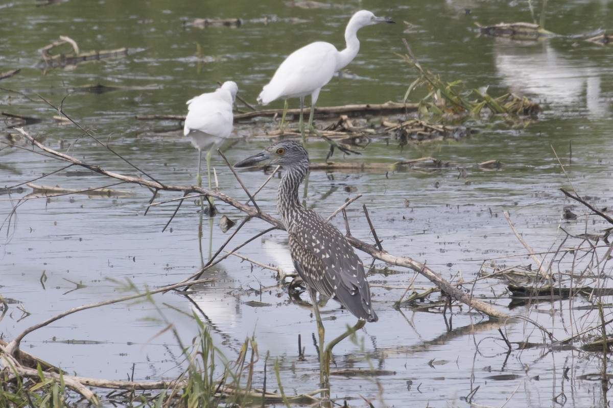 Yellow-crowned Night Heron - ML111810051