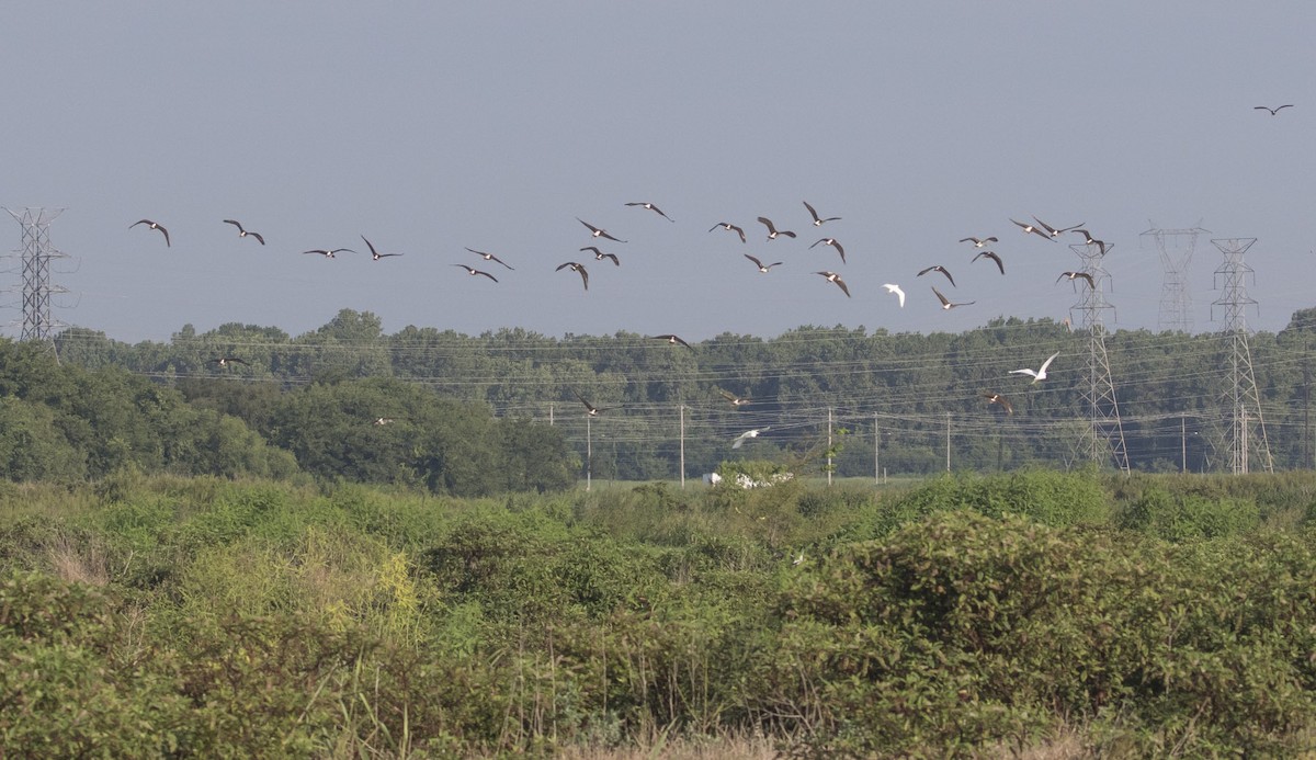 White Ibis - ML111810111