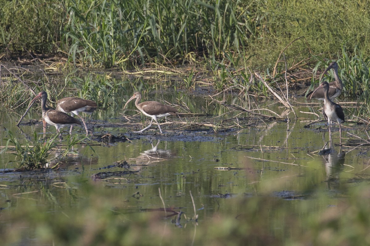 White Ibis - ML111810151