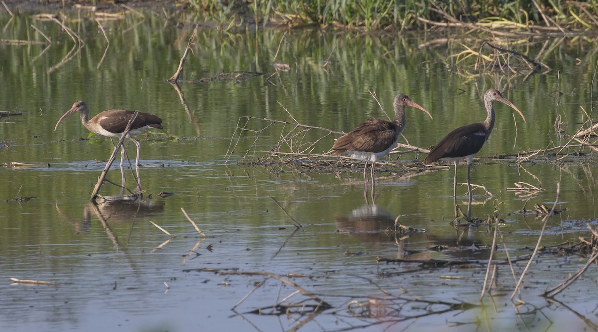 White Ibis - ML111810161