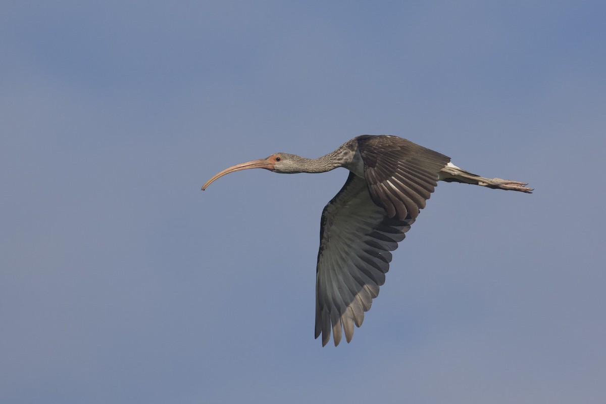 White Ibis - ML111810171