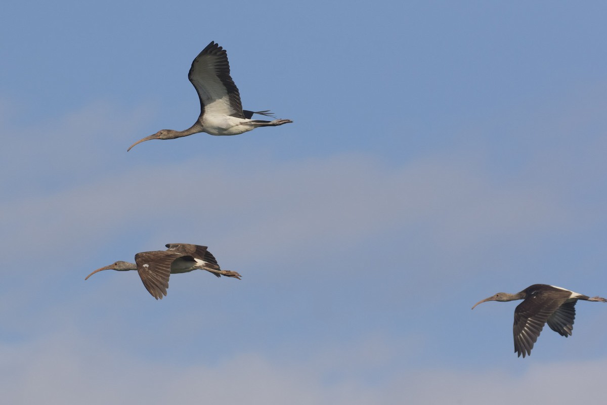 White Ibis - ML111810181