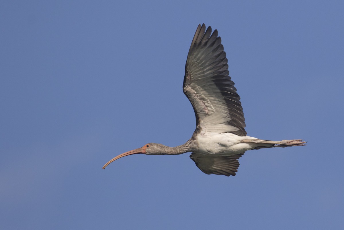 ibis bílý - ML111810191