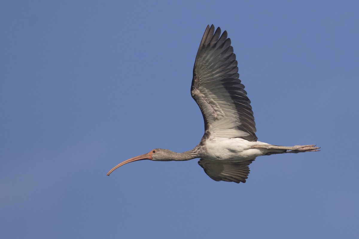 White Ibis - ML111810191