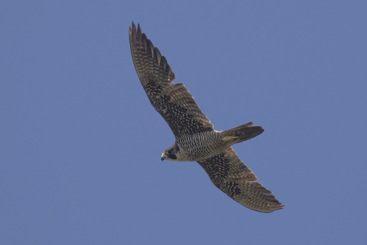 Peregrine Falcon - ML111810361