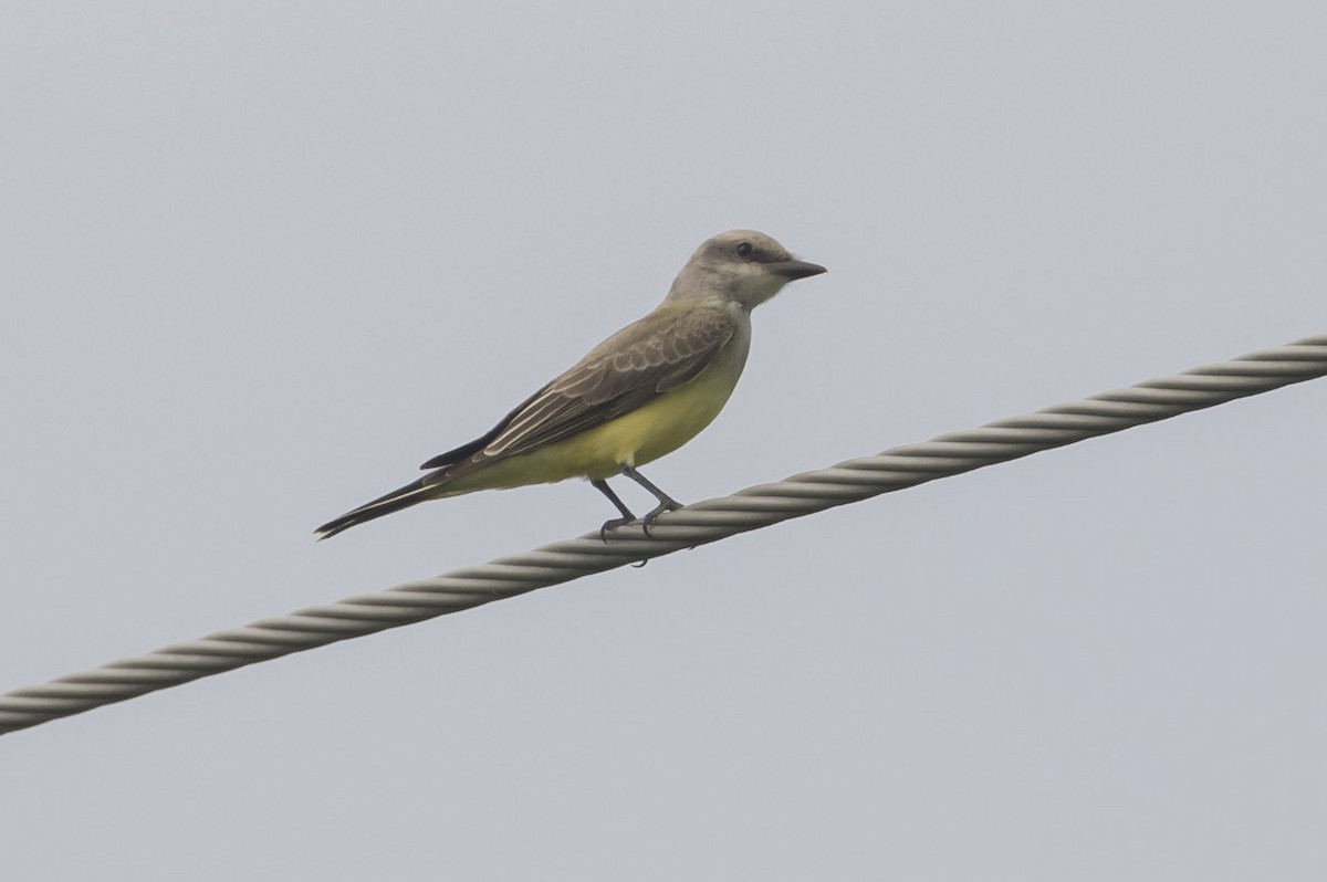 Western Kingbird - ML111810481