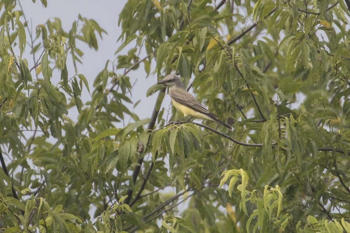 Western Kingbird - ML111810491