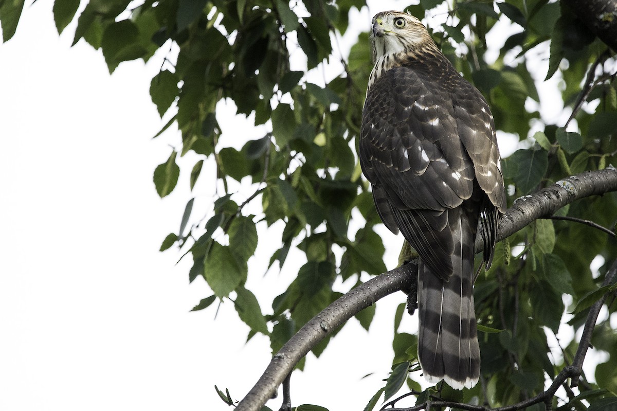 Cooper's Hawk - ML111811201