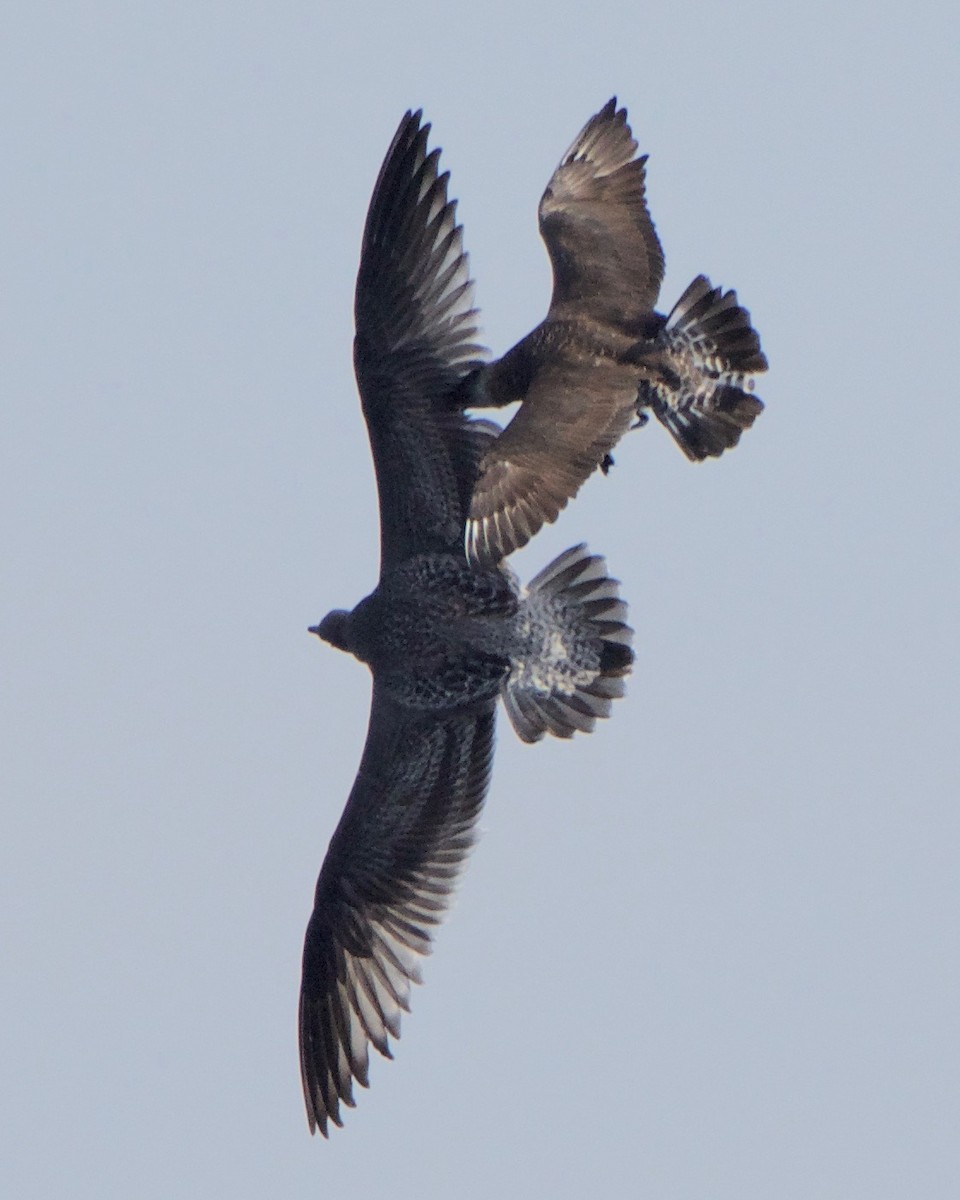 Pomarine Jaeger - ML111811851