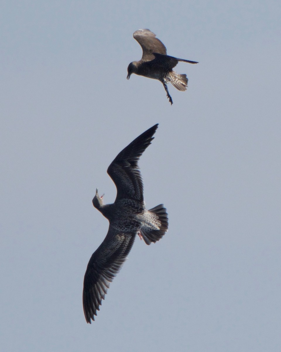 Pomarine Jaeger - Tuck Russell