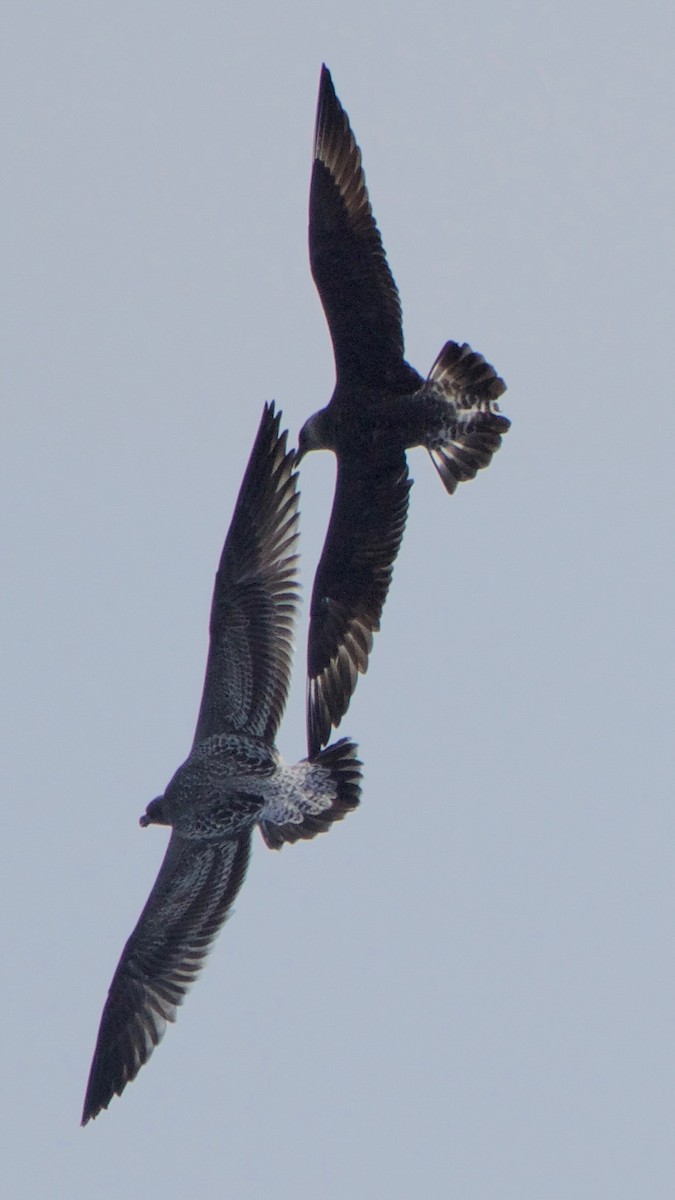 Pomarine Jaeger - ML111811911