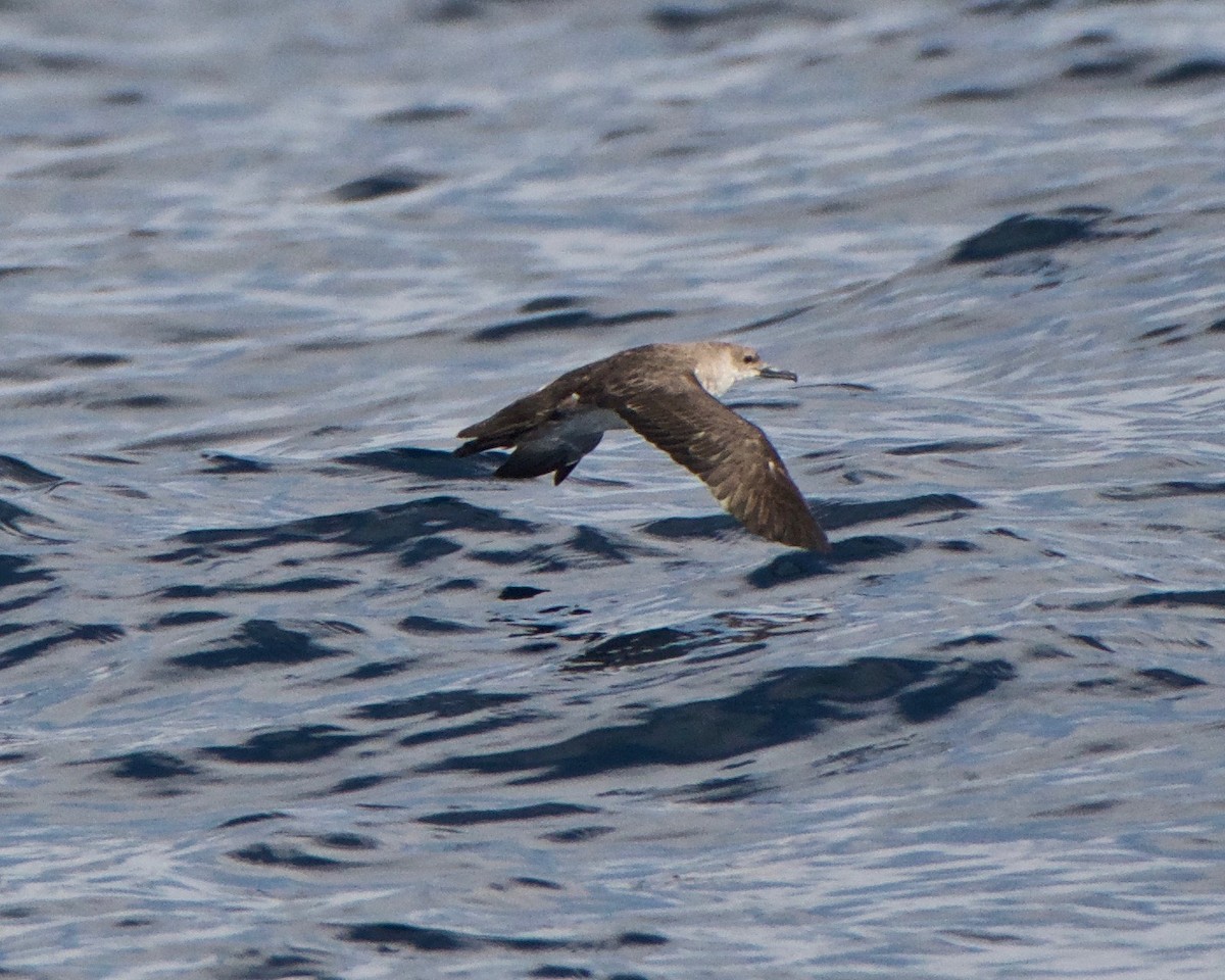 Black-vented Shearwater - ML111812211