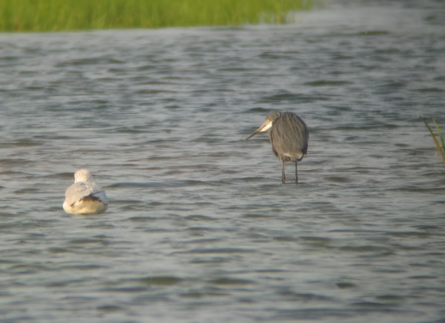 Western Reef-Heron - ML111813561