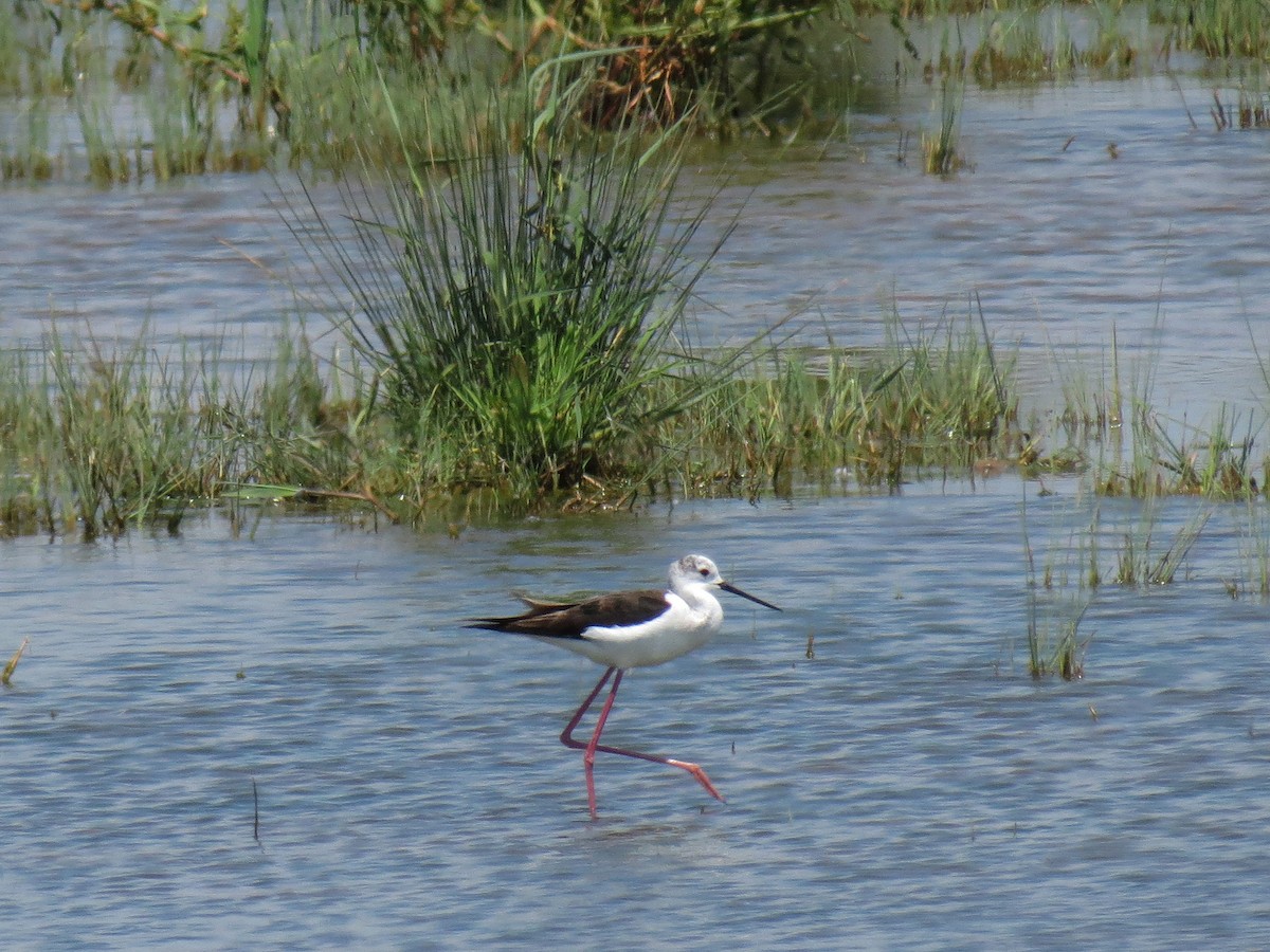 Black-winged Stilt - ML111813681