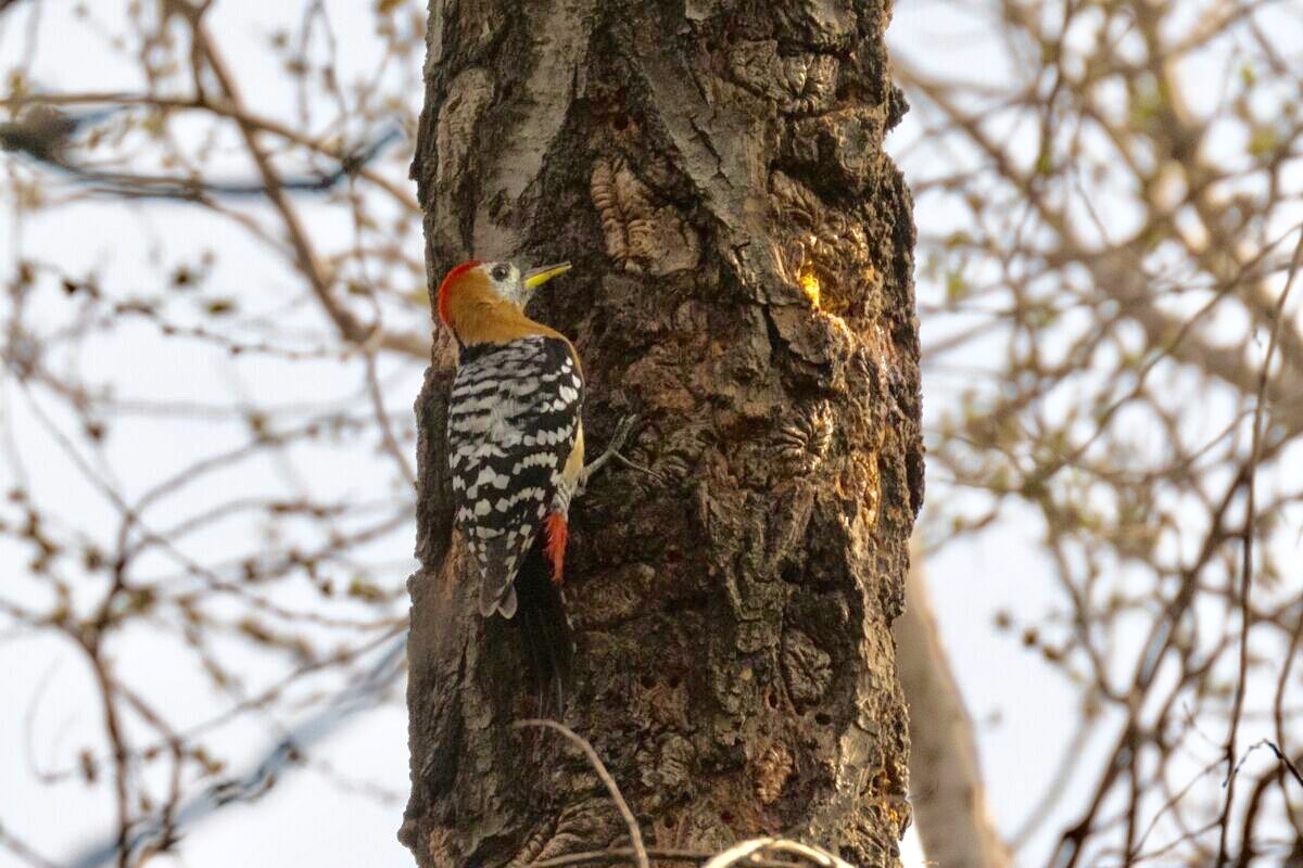 Rufous-bellied Woodpecker - Fan Jun