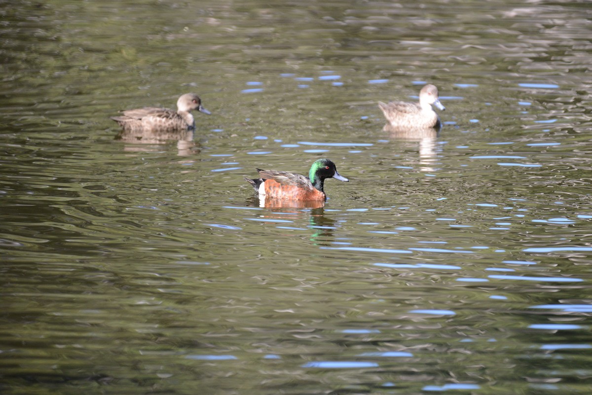 Chestnut Teal - David King