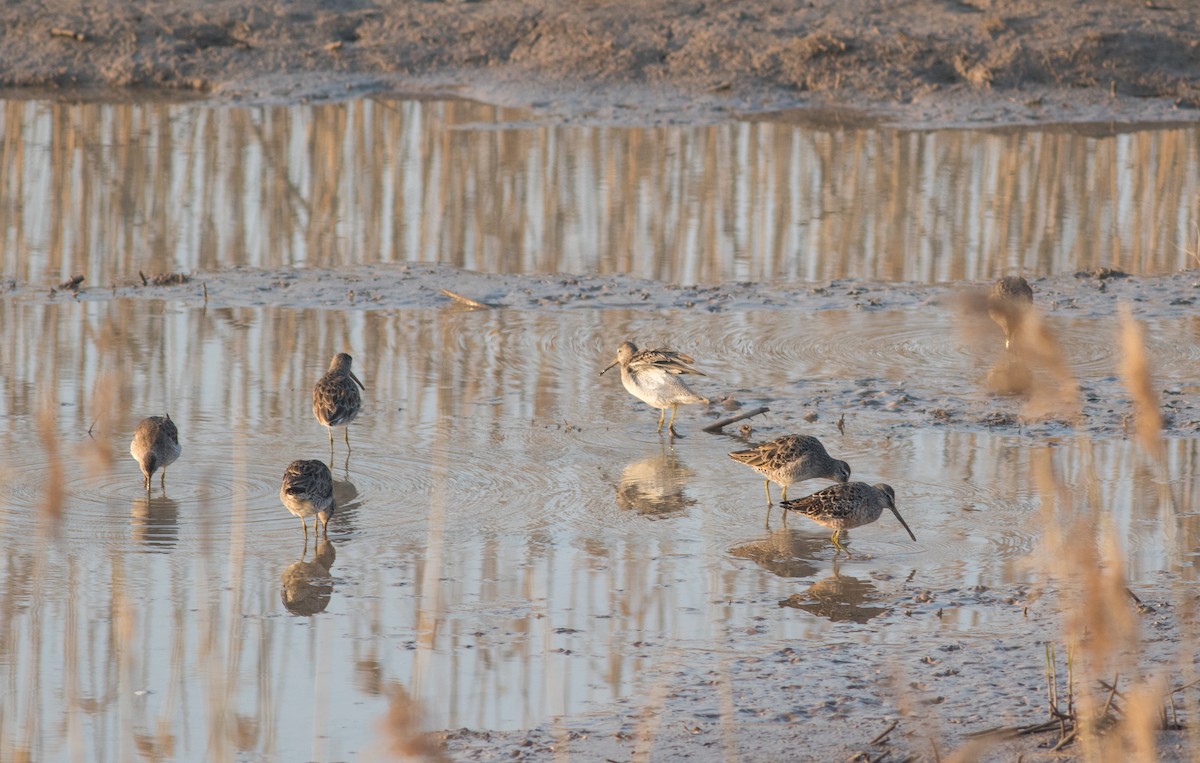 langnebbekkasinsnipe - ML111815241