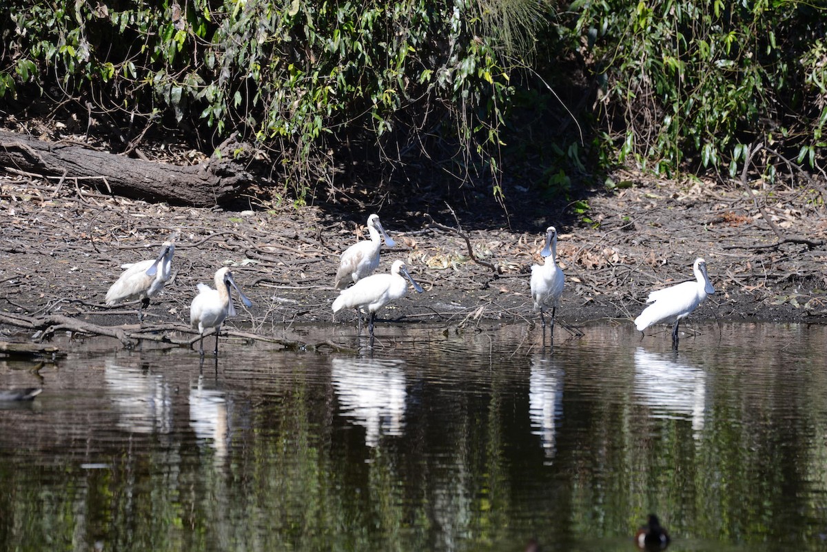 Royal Spoonbill - David King