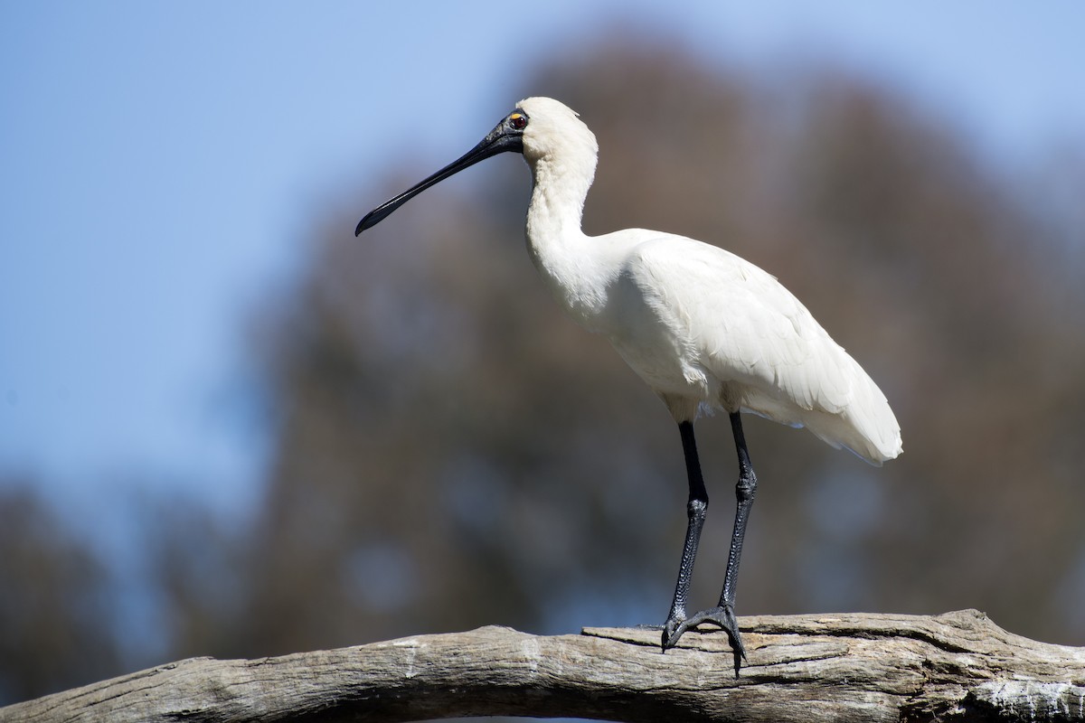 Royal Spoonbill - David King