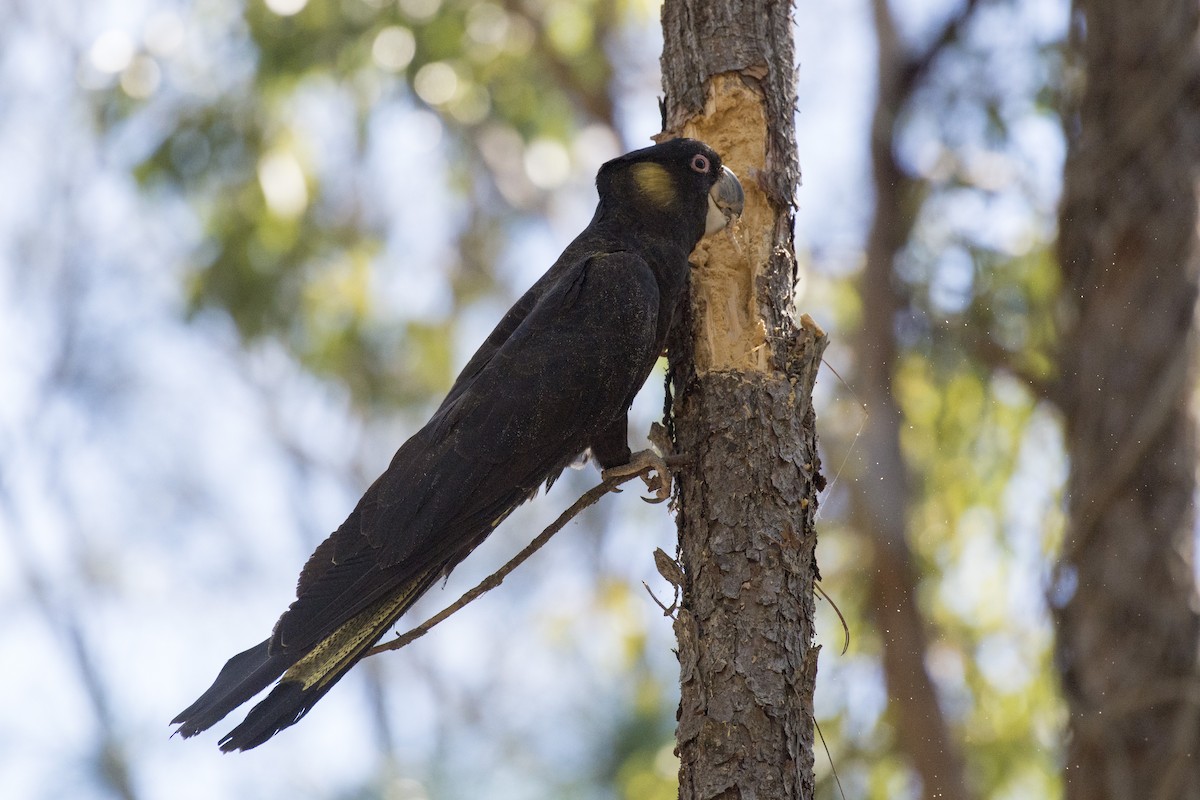 Yellow-tailed Black-Cockatoo - David King