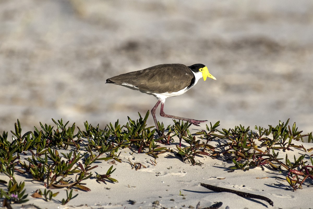 Masked Lapwing - David King