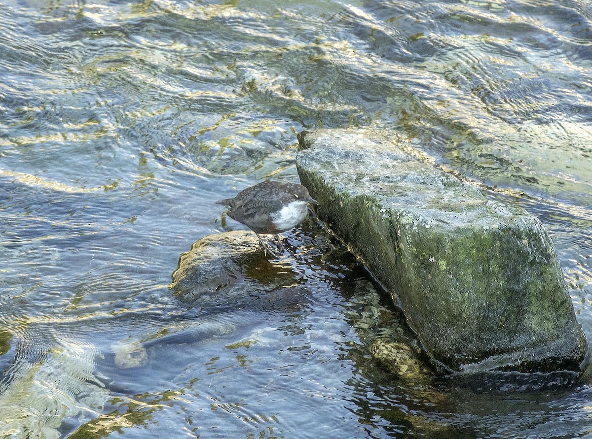 White-throated Dipper - ML111816971