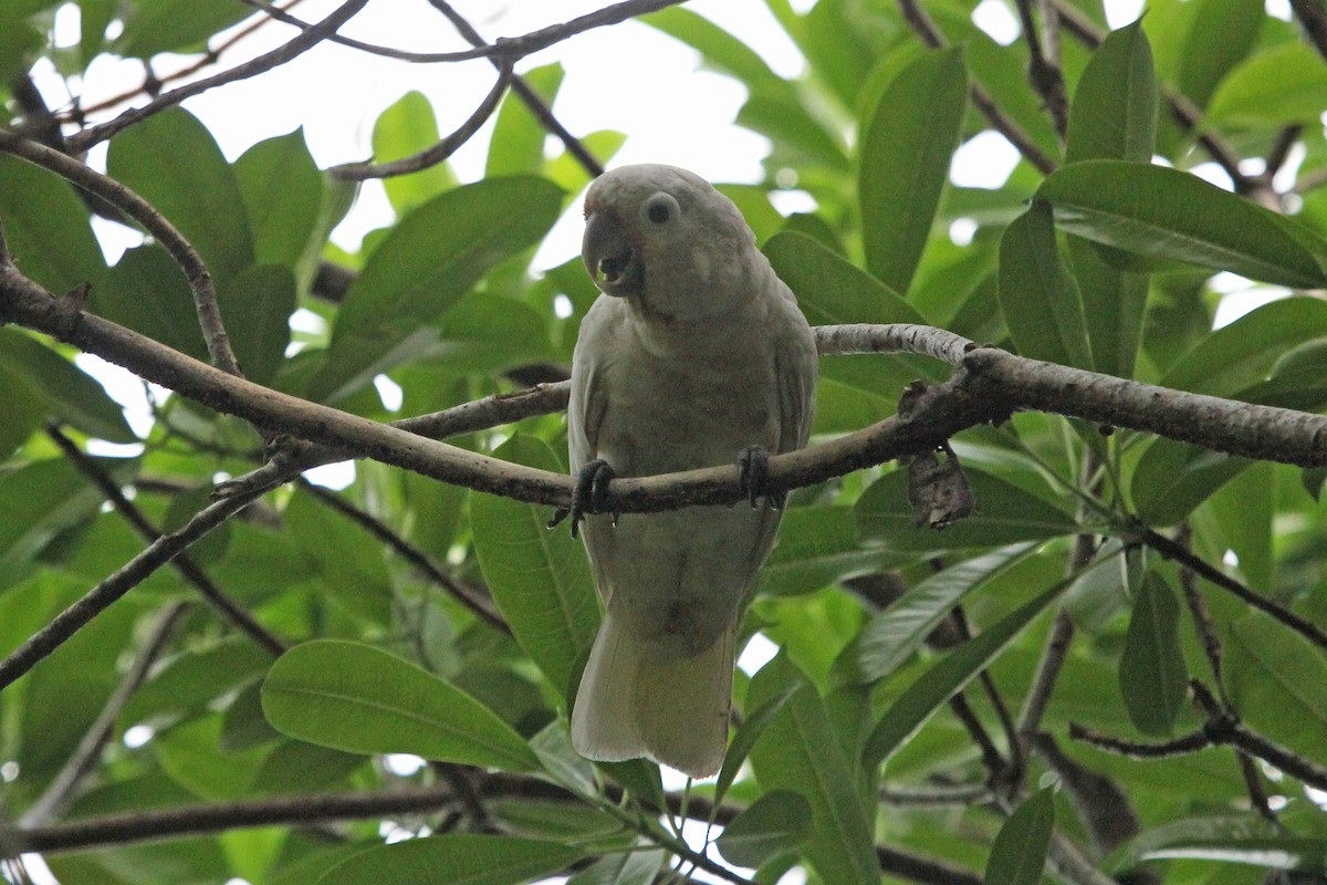 Tanimbar Corella - Ray Turnbull