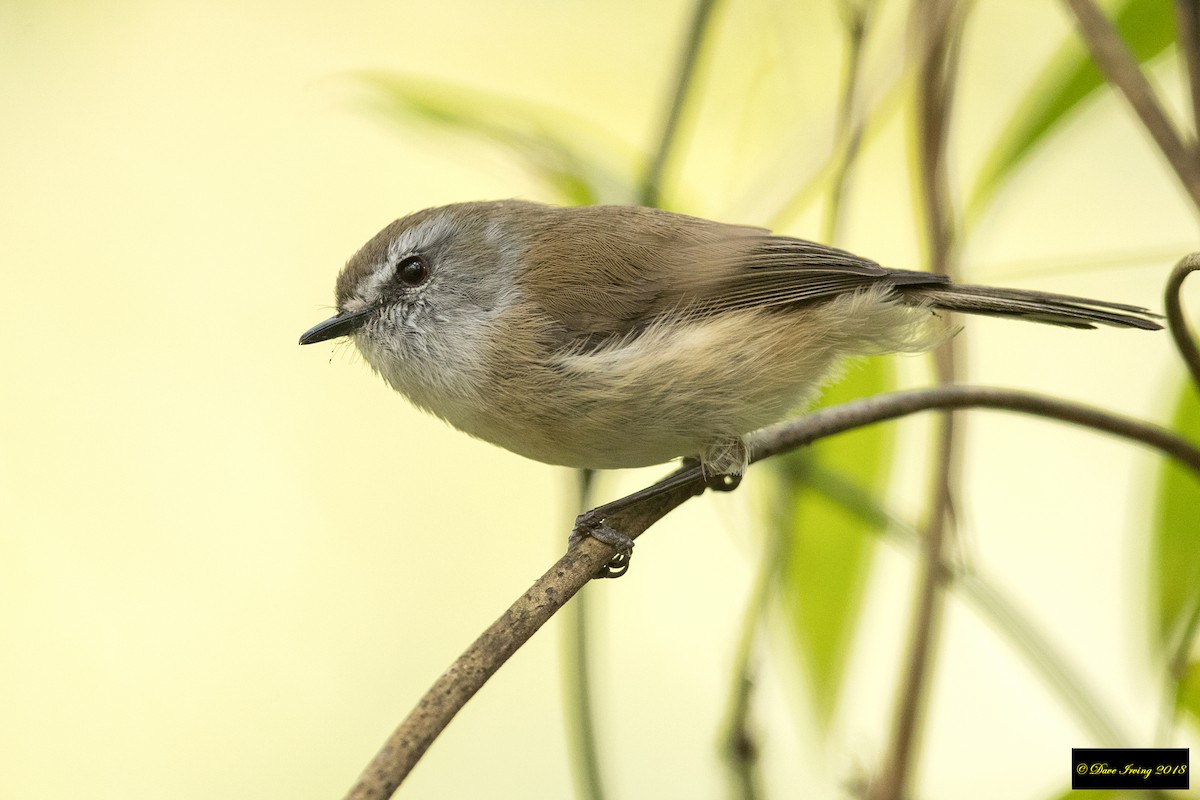 Brown Gerygone - ML111818731